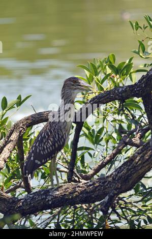 Gelbgekrönter Nachtreiher Juvenille (Nyctanassa violacea), der auf einem Ast am Ufer eines Flusses thront. Aufgenommen auf der Río Paraná de las Palmas, Argentinien Stockfoto