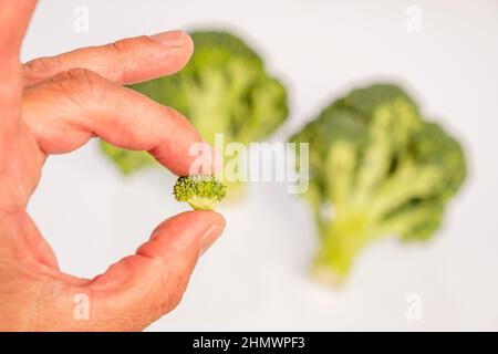 Finger, die einen kleinen Sproß aus Brokkoli halten, Brassica oleracea var. italica Stockfoto