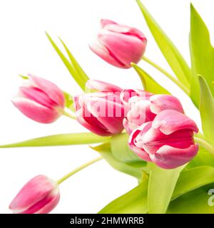 Rosa Tulpenblüten Blumenstrauß Stockfoto