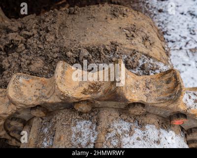 Rostiger, abgenutzter Metallteil der Raupe des Traktors. Stockfoto