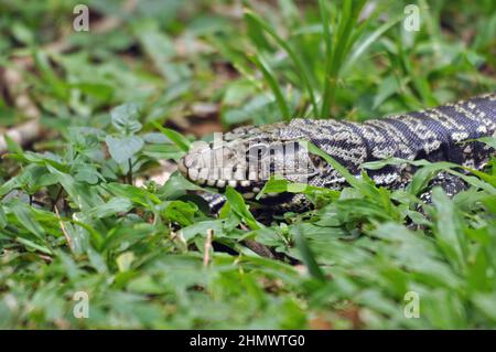 Argentinische schwarz-weiße Tegu, (Salvator merianae) Weibchen, die in kurzem Gras im Dschungel liegen. Aufgenommen bei den Iguzu Fällen, Argentinien. Stockfoto