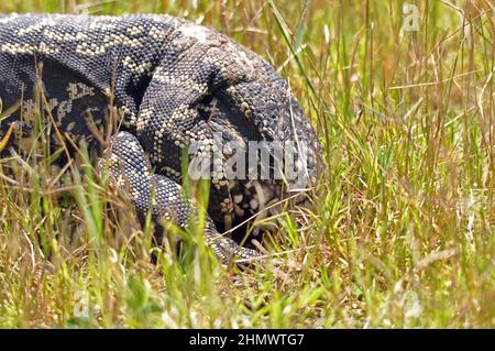 Argentinischer schwarz-weißer Tegu, (Salvator merianae) Männchen, das in kurzem Gras gräbt und liegt. Aufgenommen bei den Iguzu Fällen, Argentinien. Stockfoto