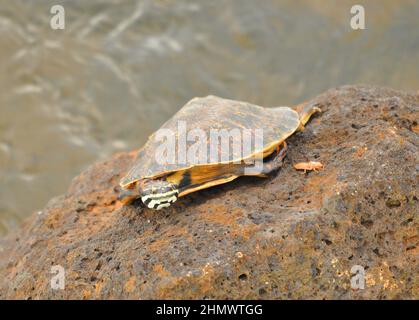 Die argentinische Schildkröte (Hydromedusa tectifera) saß auf einem Felsen im sich bewegenden Wasser und schaute auf die Kamera. Aufgenommen bei den Iguzu Fällen, Argentinien Stockfoto