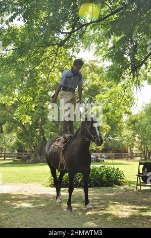 Traditioneller argentinischer Gaucho, der Pferdekünste in la Pampas zeigt, die auf dem Pferd stehen Stockfoto