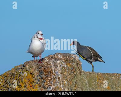 Schwarzkopfmöwen Larus ridibundus und Moorhen Galinula chloropus Stockfoto