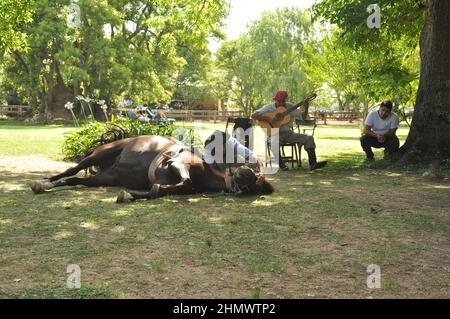 Traditioneller argentinischer Gaucho mit Pferdekenntnissen in La Pampas Stockfoto