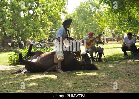 Der traditionelle argentinische Gaucho zeigt die Fähigkeiten des Pferdes in la Pampas, der über dem liegenden Pferd steht und seine Beine streckt Stockfoto