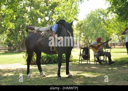 Traditioneller argentinischer Gaucho, der die Fähigkeiten von Pferden in la Pampas zeigt, die auf dem Pferd liegen Stockfoto