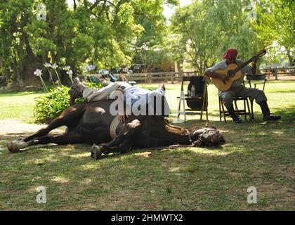 Traditioneller argentinischer Gaucho, der die Fähigkeiten von Pferden in la Pampas zeigt, die auf dem Pferd liegen Stockfoto