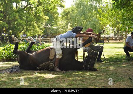 Der traditionelle argentinische Gaucho zeigt die Fähigkeiten des Pferdes in la Pampas, der über dem liegenden Pferd steht und seine Beine streckt Stockfoto