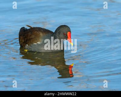 Sumpfhuhn Gallinula chloropus Porträt im Winter bei Cley Naturschutzgebiet North Norfolk Stockfoto