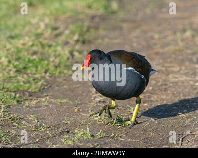 Sumpfhuhn Gallinula chloropus Porträt im Winter bei Cley Naturschutzgebiet North Norfolk Stockfoto