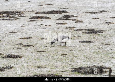 Waldgans (Branta bernicla) Stockfoto