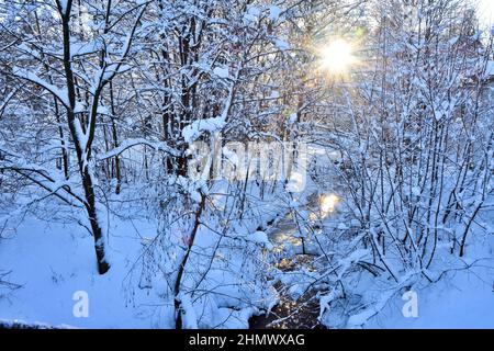 Kleiner Waldbach im Wald im Winter. Russland, Region Leningrad Stockfoto