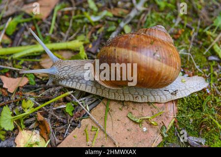 Große Schnecke in Muschel kriecht im Garten Stockfoto