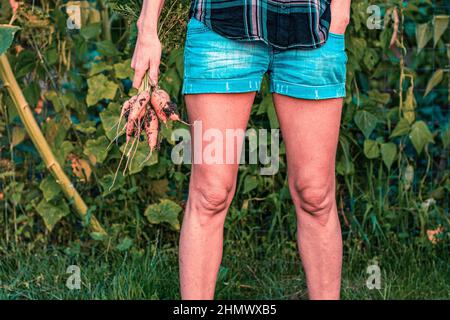 Die junge Frau hält Bio-Karotten aus ihrem eigenen Garten in der Hand Stockfoto