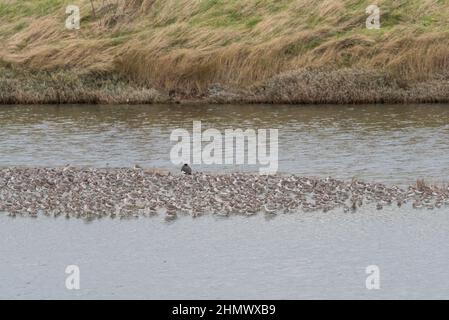 Gemischte Herde Watvögel mit einigen Austernfischer Stockfoto