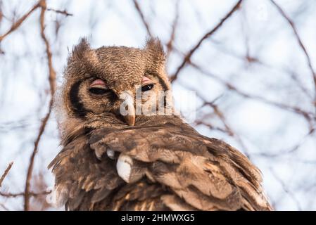 Adlereule (Bubo lacteus) Stockfoto