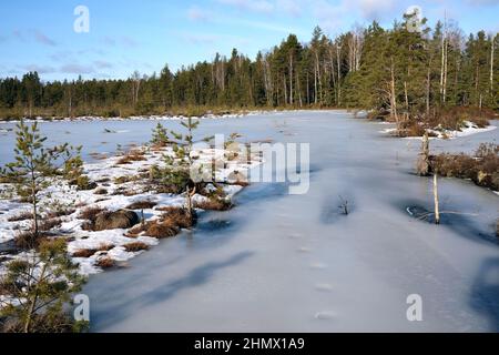 Winterliche Landschaft im Moor, Kemeri Nationalpark, Lettland Stockfoto
