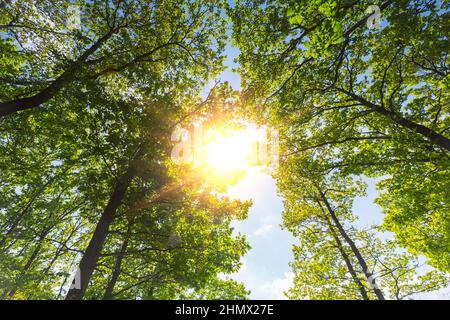 Die warme Frühlingssonne scheint durch die Baumwipfel Stockfoto