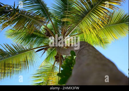 Dieses Foto einer Palme, die sich in den Himmel ausbreitet, wurde vom Strand des atlantischen Ozeans aufgenommen. Das Foto zeigt herrliche Wolken und die Textur o Stockfoto