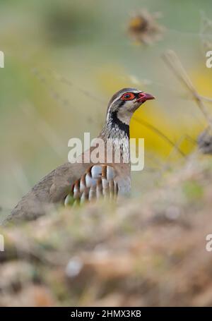 Rotbeinige Rebhuhn (Alectoris rufa) beim Wandern auf einem trockenen Feld, Andalusien, Spanien. Stockfoto