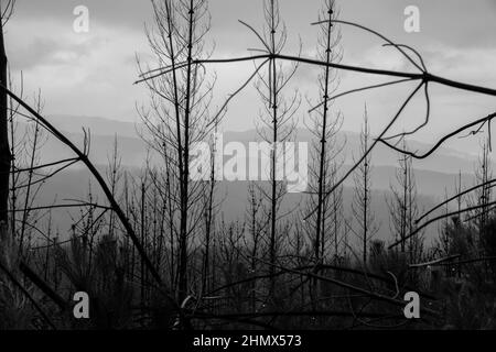 Reste einer verbrannten Kiefernplantage aus den großen Waldbränden von 2017 in Maule, Chile Stockfoto