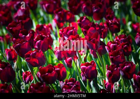 Tulpen Hintergrundbild. Tulpen in Vollformatansicht. Foto im Hintergrund des Frühlings. Stockfoto