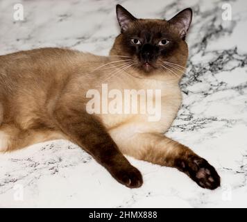 thai Katze auf einem Marmorhintergrund liegend, schöne reinrassige Hauskatzen Stockfoto