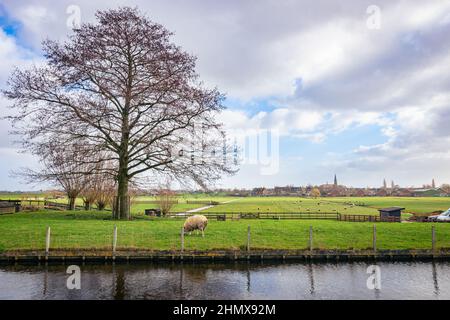 Dylische Polderlandschaft in der Nähe des Dorfes Reeuwijk, in der Nähe von Gouda im westlichen Teil der Niederlande. Stockfoto