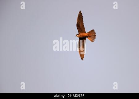 Eleonoras Falke (Falco eleonorae) in hoher Fluggeschwindigkeit. Stockfoto