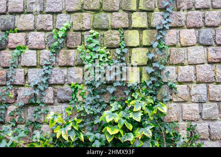 Gemeiner Efeu (Hedera Helix) klettert gegen eine Mauer. Geeignet als Hintergrund oder Tapete. Stockfoto