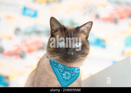 Nahaufnahme einer schönen braunen, blauäugigen Siamkatze Stockfoto