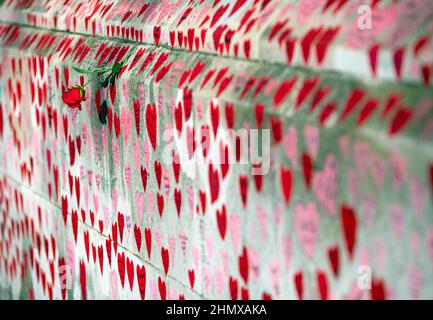 Rote Rose verehren die National Covid Memorial Wall, Southbank, London, Großbritannien. Stockfoto
