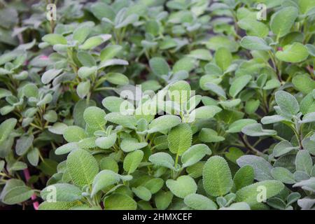 Nahaufnahme von vielen Salvia Maxima Salbei Pflanzen in Blumentöpfen zum Verkauf. Grüner natürlicher Hintergrund. Stockfoto