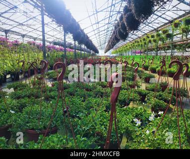 Im Gewächshaus befindet sich ein Haufen Töpfe mit hängenden Blumen auf dem Boden: Viele Haken als Zeichen einer Frage. Petunia und tradescantia. Stockfoto