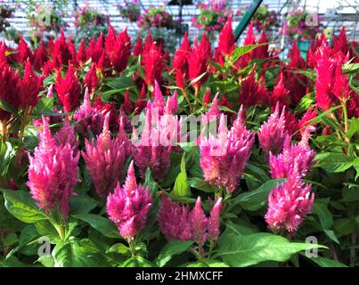 Celosia-Blüten in hellrosa und hellrot auf einem verschwommenen Hintergrund - hängende rosa Petunien in einem großen Gewächshaus. Stockfoto