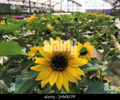 Leuchtend gelb mit einer schwarzen Mitte einer Sonnenblumenblume auf einem niedrigen Stamm mit dunkelgrünen Blättern, unter ähnlichen, die in Töpfen im Gewächshaus angebaut werden. Stockfoto