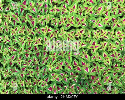 Draufsicht auf leuchtend grüne Blüten von Coleus in Töpfen auf schwarzem Stoffhintergrund. Stockfoto
