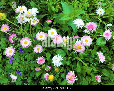 Im wilden Garten streuen rosa und weiße Gänseblümchen, mit blauen Stiefmütterchen zwischen Gras und Nesseln aus der Nähe. Stockfoto