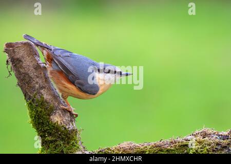 Nuthatch [ Sitta europaea ] posiert auf moosigen Ast mit klarem Grün aus Fokus Hintergrund Stockfoto