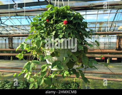 Im Gewächshaus hängenden Topf mit blühenden und fruchtigen falschen Erdbeeren Potentilla indica, mit großen roten Beeren und gelben Blüten. Stockfoto