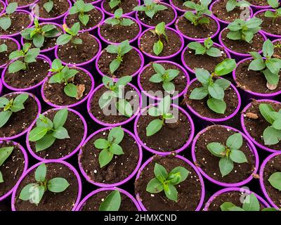 Draufsicht auf viele rosa Blumentöpfe mit leuchtend grünen Sprossen mit Blättern. Stockfoto