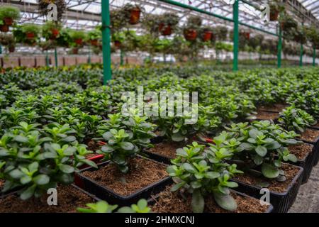 Viele kleine grüne crassula-Pflanzen, auch bekannt als der Geldbaum, stehen in Reihen in Blumentöpfen vor einem verschwommenen Hintergrund hängender Pflanzen. Gewachsen Stockfoto