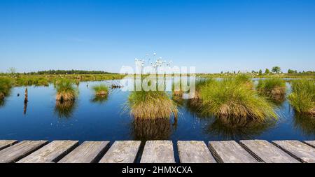 Moorsee im Frühling auf den hohen Fens (Hautes Fagnes) Stockfoto