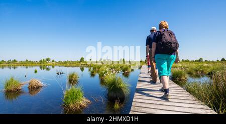 Spaziergang in den Hohen Fens (Hautes Fagnes) Stockfoto