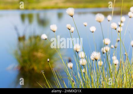 Baumwoll-Gras in den Höhen (Hautes Fagnes) Stockfoto