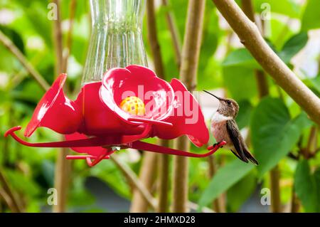 Der rufige Kolibri Selasphorus rufus thront auf einem Nektarfutterhäuschen in einem Garten in Seattle, USA. Stockfoto