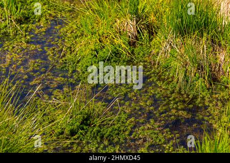 Moorpflanzen bei den Hautes Fagnes Stockfoto