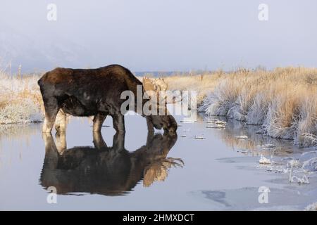 Shiras Moose (Alces Alces), Grand Teton National Park, Wyoming. Bullen Elche trinken. Stockfoto